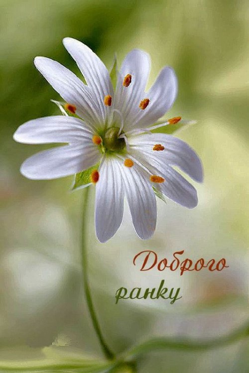 Доброго ранку