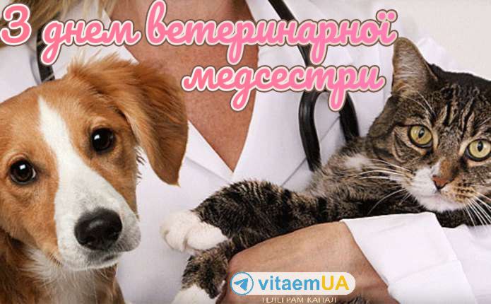 професійне свято, ветеринар, медсестра 2086