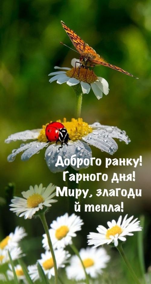 Доброго ранку