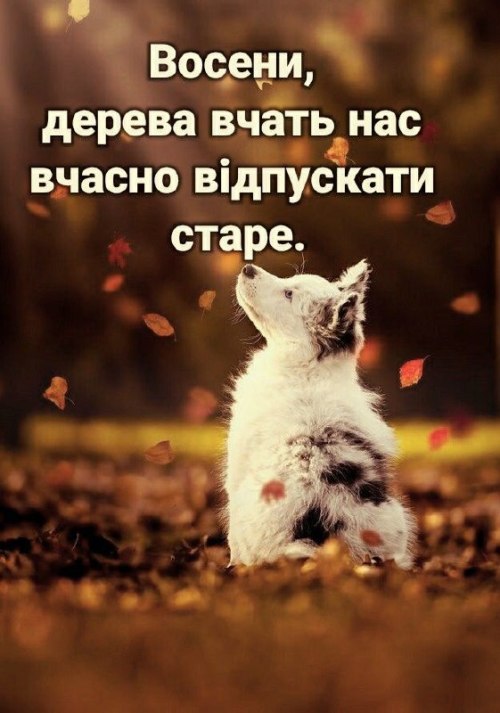 Мудрі слова