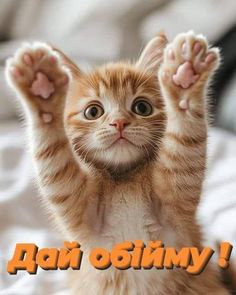 любов