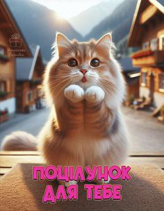 любов