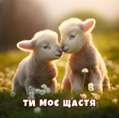 любов