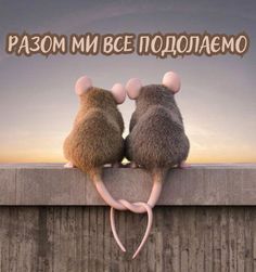 любов