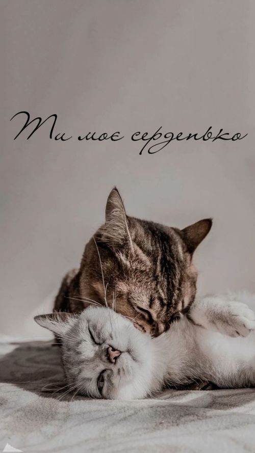 любов