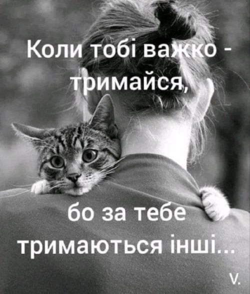 Мудрий кіт, поради, мудрощі