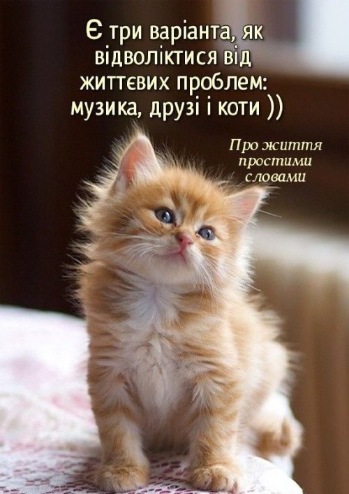 Мудрий кіт, поради, кіт, мудрощі