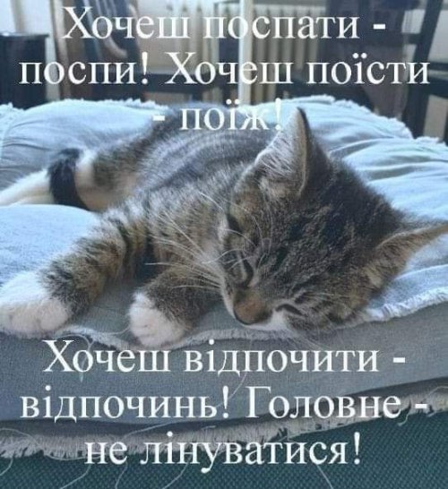 Мудрий кіт, поради, мудрощі, кіт, мудрощі від кота