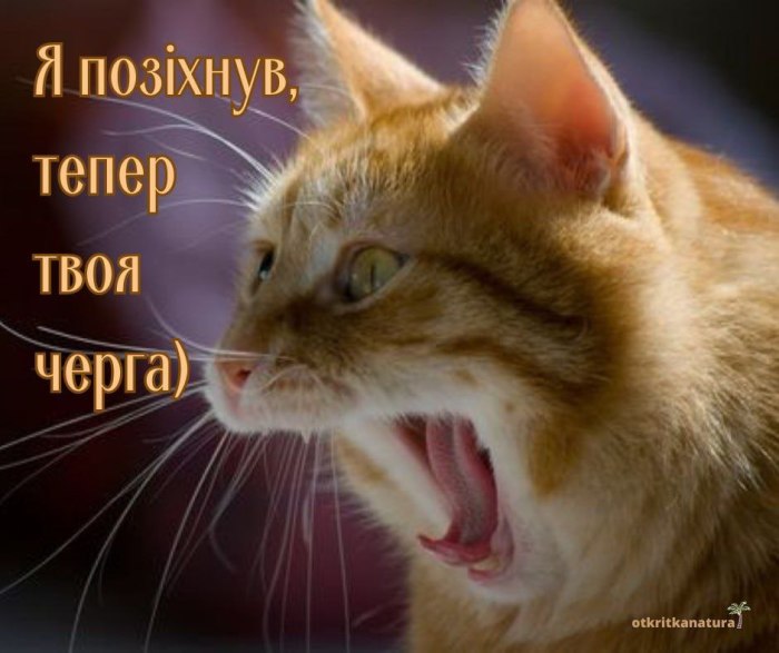 Доброго дня, листівки, гумор