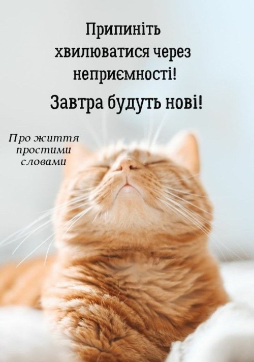 мудрий кіт, поради, кіт, мудрощі
