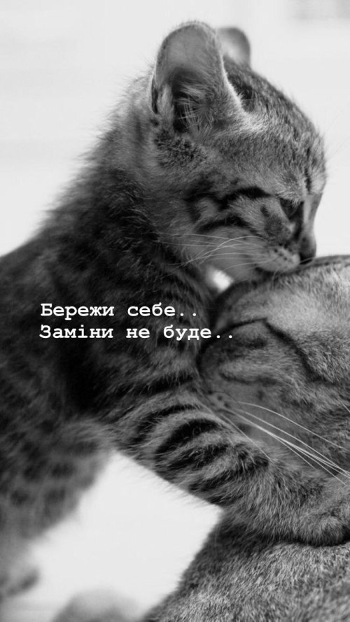 мудрий кіт, мудрощі, поради