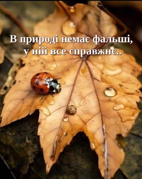 Мудрі слова