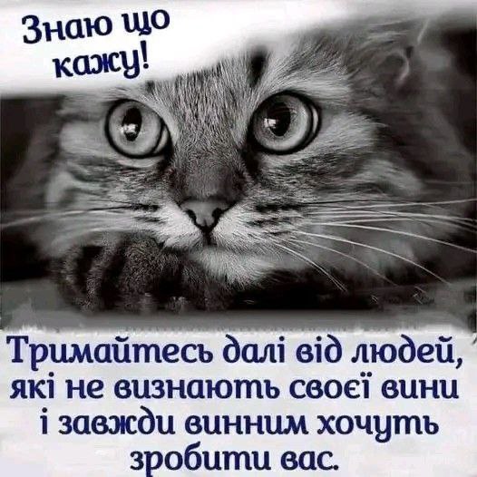 мудрий кіт, цитати, Мудрі слова 6332