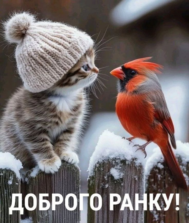 Доброго ранку