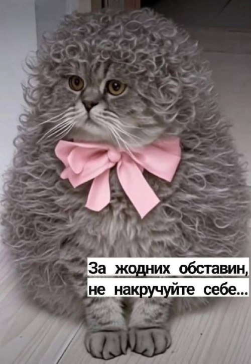 мудрий кіт, мудрощі, поради, кіт 6477