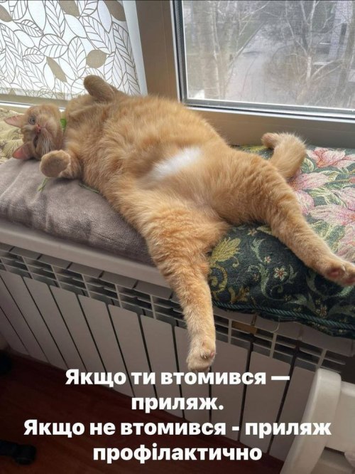 мудрий кіт, поради, мудрощі, кіт