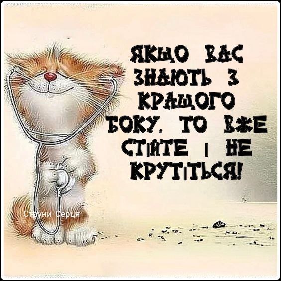 мудрий кіт, мудрощі, поради, кіт, мудрощі від кота