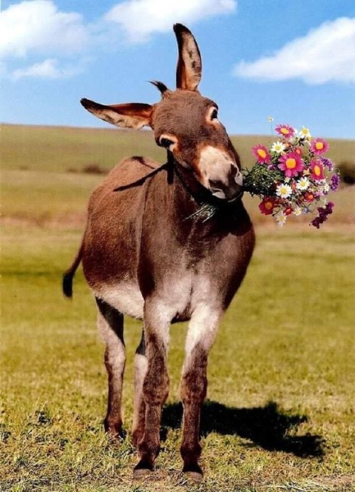 свята, народження, логіка