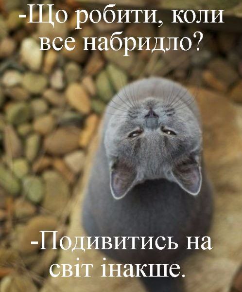 мудрий кіт, мудрощі від кота, поради, кіт