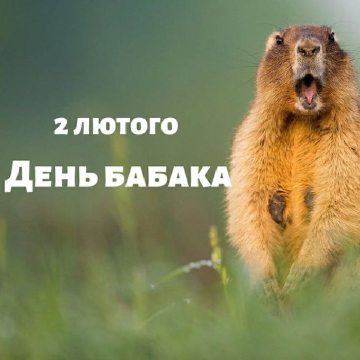 свято, День бабака