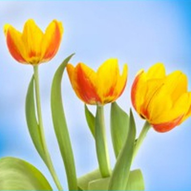 історія свята, цікаві факти, День бабака