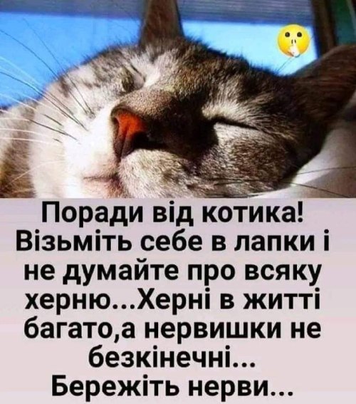 мудрий кіт, мудрощі від кота, поради, кіт