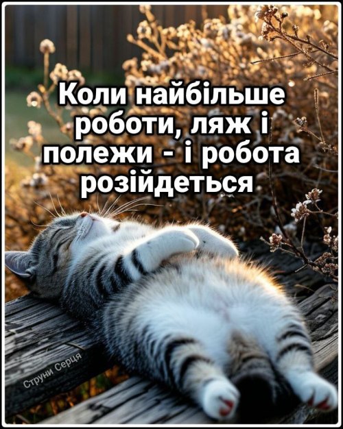 мудрий кіт, мудрощі від кота, Мудрі слова, кіт, мудрощі, поради