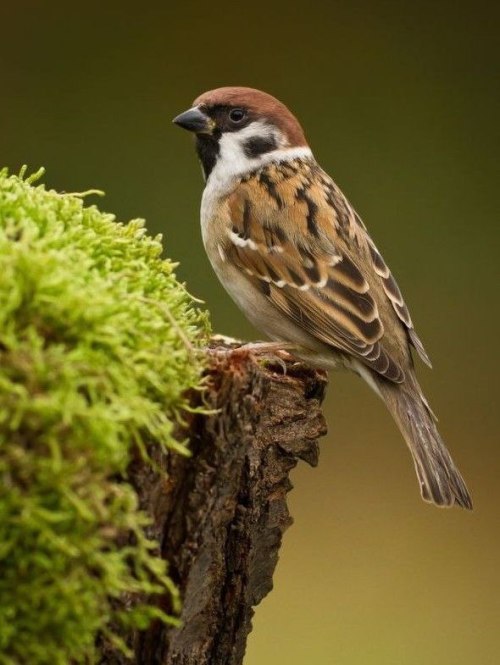 свята, земля, щастя, астрологія