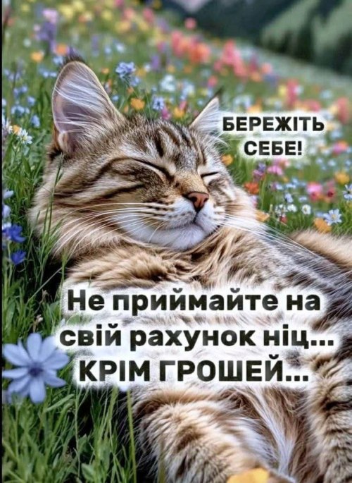 мудрий кіт, мудрощі від кота, Мудрі слова, поради