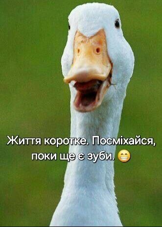 гумор, сміх, 1квітня 7588