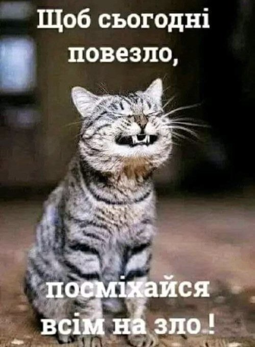 мудрий кіт, мудрощі від кота, поради