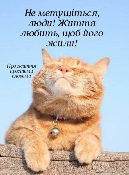 мудрий кіт, Мудрі слова, поради, мудрощі від кота