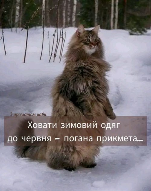 мудрий кіт, поради, мудрощі від кота