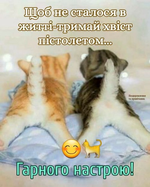 мудрий кіт, мудрощі від кота, поради, побажання