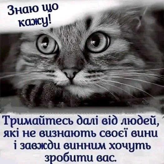 мудрий кіт, мудрощі від кота, поради, кіт