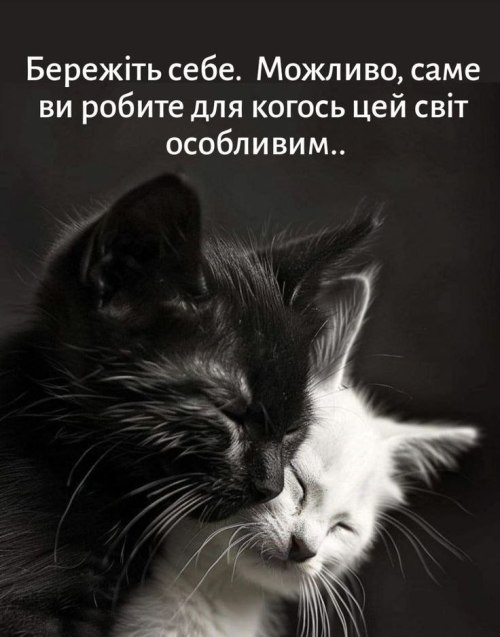 мудрий кіт, поради, мудрощі від кота