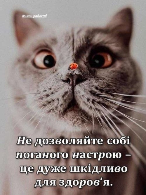 мудрий кіт, поради, мудрощі від кота