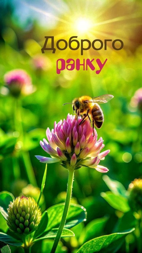 Доброго ранку