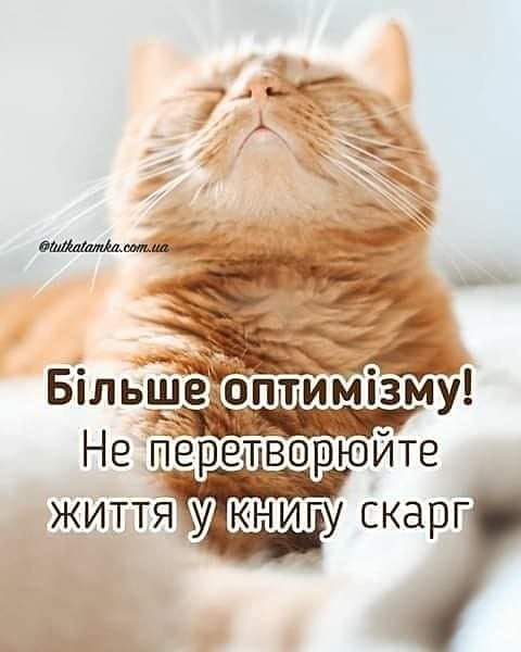 мудрий кіт, поради, мудрощі від кота