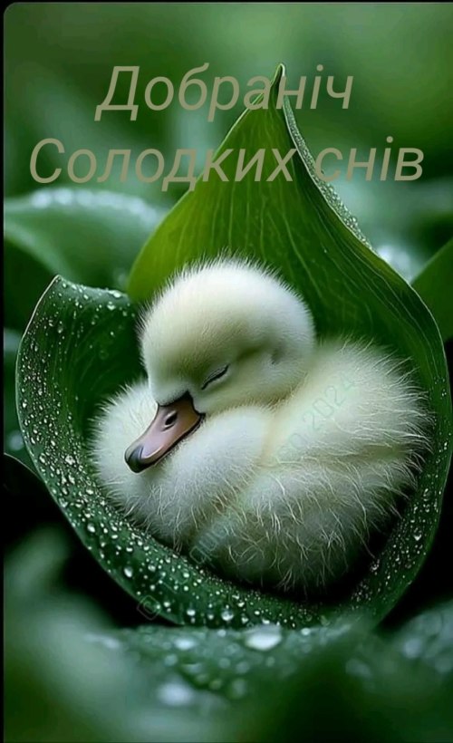 свята, свято, історія свята, З днем народження