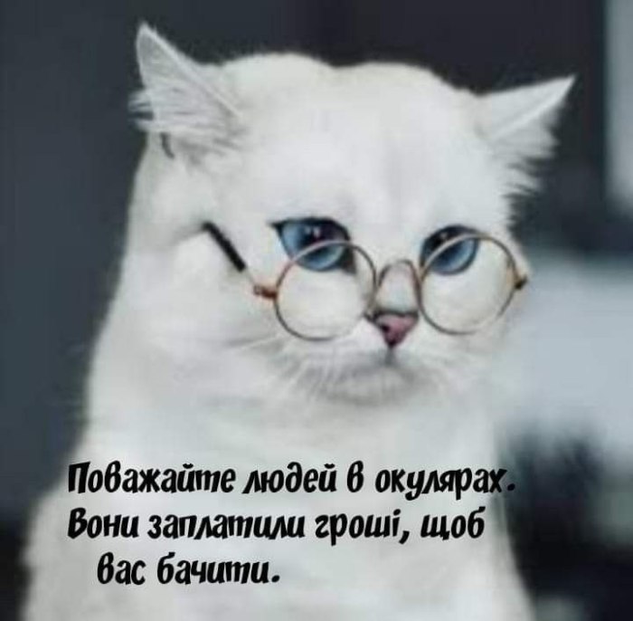 мудрий кіт, поради, мудрощі від кота