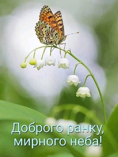 Доброго ранку