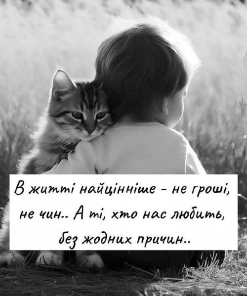 мудрий кіт, мудрощі від кота, Мудрі слова
