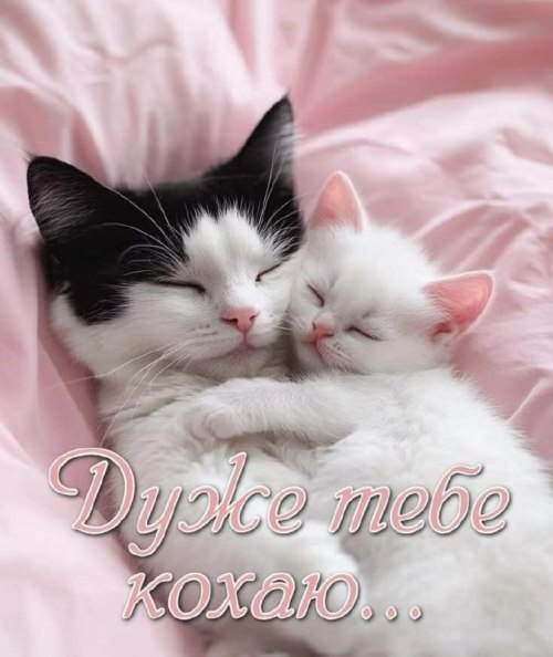 любов