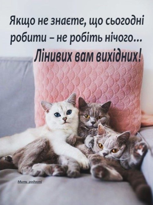Мудрий кіт, мудрощі, поради, кіт, мудрощі від кота, побажання