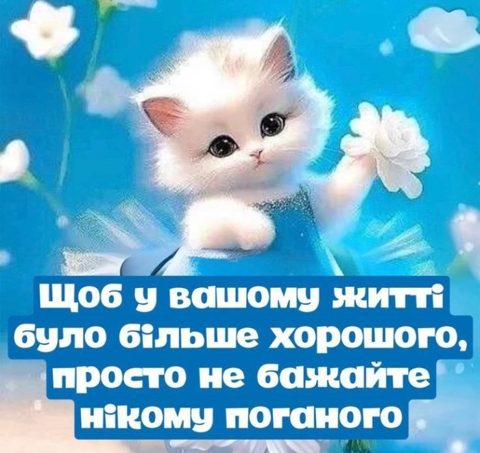 Мудрий кіт, мудрощі, поради, кіт
