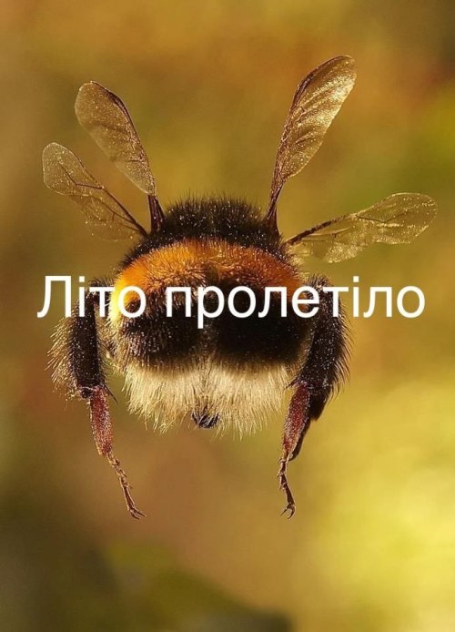 Літо, серпень
