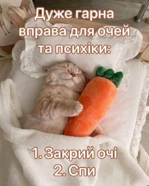 Мудрий кіт, мудрощі від кота, поради