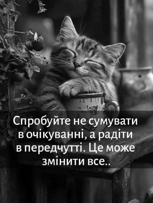 Мудрий кіт, поради, мудрощі від кота