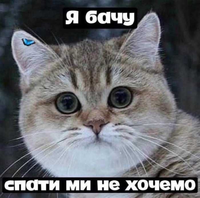 Гумор